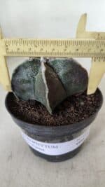 ASTROPHYTUM MYRIOSTIGMA Nº 991 – vaso 11 - Imagem 4
