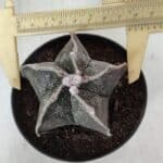 ASTROPHYTUM MYRIOSTIGMA Nº 991 – vaso 11