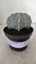 ASTROPHYTUM MYRIOSTIGMA Nº 993 – vaso 11 - Imagem 2