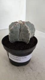 ASTROPHYTUM MYRIOSTIGMA Nº 993 – vaso 11 - Imagem 10