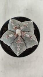 ASTROPHYTUM MYRIOSTIGMA Nº 993 – vaso 11 - Imagem 9