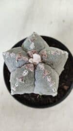 ASTROPHYTUM MYRIOSTIGMA Nº 993 – vaso 11 - Imagem 3