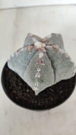 ASTROPHYTUM MYRIOSTIGMA Nº 993 – vaso 11 - Imagem 6