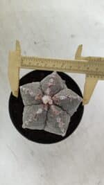 ASTROPHYTUM MYRIOSTIGMA Nº 993 – vaso 11