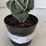 ASTROPHYTUM MYRIOSTIGMA Nº 997 – vaso 09