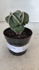 ASTROPHYTUM MYRIOSTIGMA Nº 997 – vaso 09