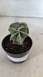 ASTROPHYTUM MYRIOSTIGMA Nº 997 – vaso 09 - Imagem 8