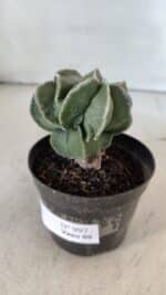 ASTROPHYTUM MYRIOSTIGMA Nº 997 – vaso 09 - Imagem 7