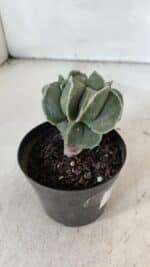 ASTROPHYTUM MYRIOSTIGMA Nº 997 – vaso 09 - Imagem 6