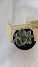 ASTROPHYTUM MYRIOSTIGMA Nº 997 – vaso 09 - Imagem 4