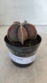 ASTROPHYTUM MYRIOSTIGMA Nº 998 – vaso 09 - Imagem 2