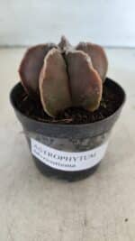 ASTROPHYTUM MYRIOSTIGMA Nº 998 – vaso 09 - Imagem 10