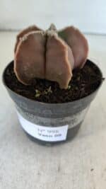 ASTROPHYTUM MYRIOSTIGMA Nº 998 – vaso 09 - Imagem 9