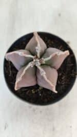 ASTROPHYTUM MYRIOSTIGMA Nº 998 – vaso 09 - Imagem 3