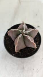 ASTROPHYTUM MYRIOSTIGMA Nº 998 – vaso 09 - Imagem 7