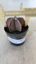 ASTROPHYTUM MYRIOSTIGMA Nº 998 – vaso 09 - Imagem 4