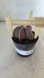 ASTROPHYTUM MYRIOSTIGMA Nº 998 – vaso 09 - Imagem 6