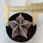 ASTROPHYTUM MYRIOSTIGMA Nº 998 – vaso 09