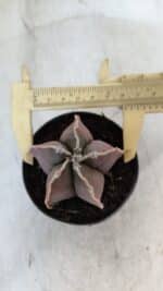 ASTROPHYTUM MYRIOSTIGMA Nº 998 – vaso 09