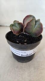 ASTROPHYTUM MYRIOSTIGMA "Bicéfalo" Nº 979 – vaso 11 - Imagem 2