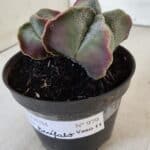 ASTROPHYTUM MYRIOSTIGMA "Bicéfalo" Nº 979 – vaso 11