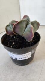 ASTROPHYTUM MYRIOSTIGMA "Bicéfalo" Nº 979 – vaso 11