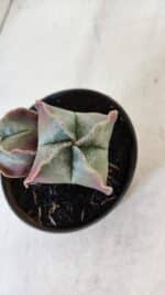 ASTROPHYTUM MYRIOSTIGMA "Bicéfalo" Nº 979 – vaso 11 - Imagem 3