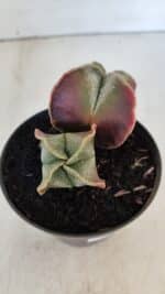 ASTROPHYTUM MYRIOSTIGMA "Bicéfalo" Nº 979 – vaso 11 - Imagem 6