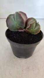 ASTROPHYTUM MYRIOSTIGMA "Bicéfalo" Nº 979 – vaso 11 - Imagem 5