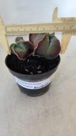 ASTROPHYTUM MYRIOSTIGMA "Bicéfalo" Nº 979 – vaso 11 - Imagem 4