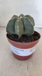 ASTROPHYTUM MYRIOSTIGMA "Multicostatum - 6 quinas "  Nº 1012 – vaso 11 - Imagem 2
