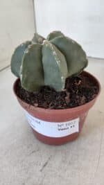 ASTROPHYTUM MYRIOSTIGMA "Multicostatum - 6 quinas "  Nº 1012 – vaso 11 - Imagem 9