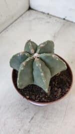 ASTROPHYTUM MYRIOSTIGMA "Multicostatum - 6 quinas "  Nº 1012 – vaso 11 - Imagem 8