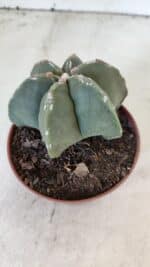 ASTROPHYTUM MYRIOSTIGMA "Multicostatum - 6 quinas "  Nº 1012 – vaso 11 - Imagem 7