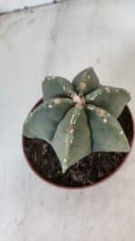 ASTROPHYTUM MYRIOSTIGMA "Multicostatum - 6 quinas "  Nº 1012 – vaso 11 - Imagem 6