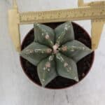 ASTROPHYTUM MYRIOSTIGMA "Multicostatum - 6 quinas "  Nº 1012 – vaso 11