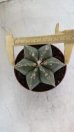 ASTROPHYTUM MYRIOSTIGMA "Multicostatum - 6 quinas "  Nº 1012 – vaso 11