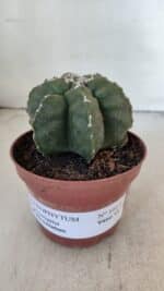 ASTROPHYTUM MYRIOSTIGMA "Multicostatum - 6 quinas "  Nº 1013 – vaso 11 - Imagem 2