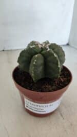 ASTROPHYTUM MYRIOSTIGMA "Multicostatum - 6 quinas "  Nº 1013 – vaso 11 - Imagem 10