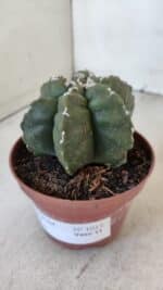 ASTROPHYTUM MYRIOSTIGMA "Multicostatum - 6 quinas "  Nº 1013 – vaso 11 - Imagem 9