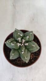 ASTROPHYTUM MYRIOSTIGMA "Multicostatum - 6 quinas "  Nº 1013 – vaso 11 - Imagem 3