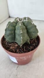 ASTROPHYTUM MYRIOSTIGMA "Multicostatum - 6 quinas "  Nº 1013 – vaso 11 - Imagem 8