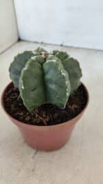 ASTROPHYTUM MYRIOSTIGMA "Multicostatum - 6 quinas "  Nº 1013 – vaso 11 - Imagem 7