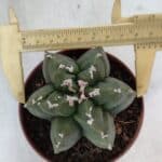 ASTROPHYTUM MYRIOSTIGMA "Multicostatum - 6 quinas "  Nº 1013 – vaso 11