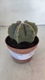 ASTROPHYTUM MYRIOSTIGMA "Multicostatum - 6 quinas "  Nº 1014 – vaso 11 - Imagem 2