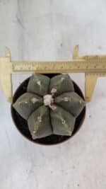 ASTROPHYTUM MYRIOSTIGMA "Multicostatum - 6 quinas "  Nº 1014 – vaso 11 - Imagem 5