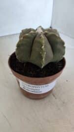 ASTROPHYTUM MYRIOSTIGMA "Multicostatum - 6 quinas "  Nº 1014 – vaso 11 - Imagem 10