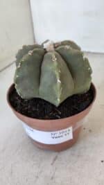 ASTROPHYTUM MYRIOSTIGMA "Multicostatum - 6 quinas "  Nº 1014 – vaso 11 - Imagem 9