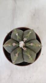 ASTROPHYTUM MYRIOSTIGMA "Multicostatum - 6 quinas "  Nº 1014 – vaso 11 - Imagem 3