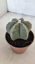 ASTROPHYTUM MYRIOSTIGMA "Multicostatum - 6 quinas "  Nº 1014 – vaso 11 - Imagem 7